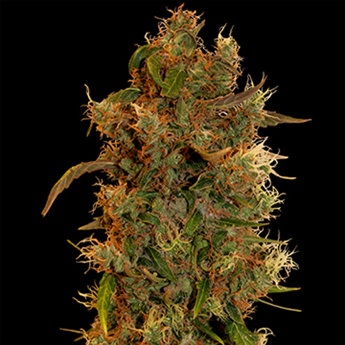 BARNEYS FARM SEEDS 8 BALL KUSH