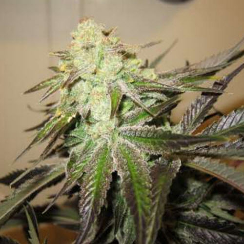 CALI CONNECTION SEEDS 818 HEADBAND