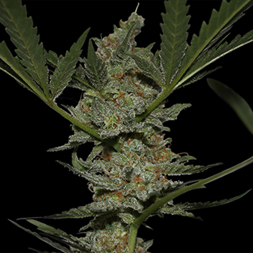 BARNEYS FARM SEEDS ACAPULCO GOLD
