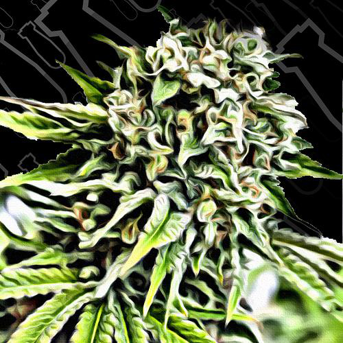 CRITICAL MASS COLLECTIVE SEEDS AUTO ANONYMASS