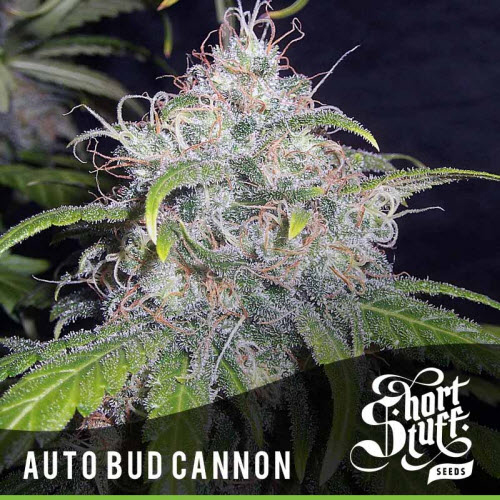 SHORT STUFF SEEDS AUTO BUD CANNON