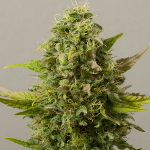 BLACK SKULL SEEDS AUTO CRITICALRYDER