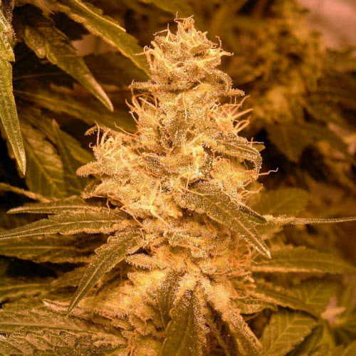 FEMALE SEEDS AUTO KUSH