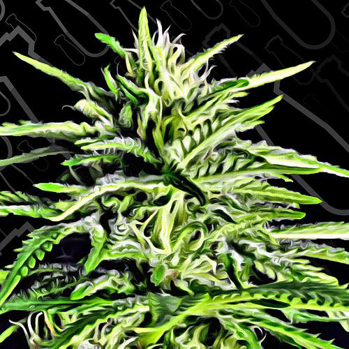 CRITICAL MASS COLLECTIVE SEEDS AUTO MASSASSIN