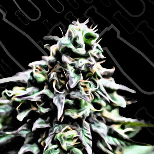 CRITICAL MASS COLLECTIVE SEEDS AUTO MASSZAR