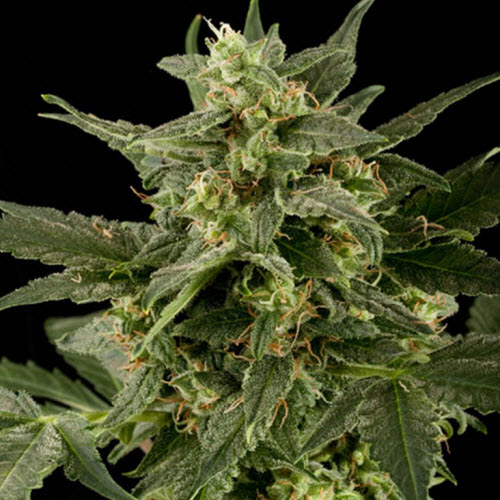 BLACK SKULL SEEDS AUTO PINEAPPLE GUM