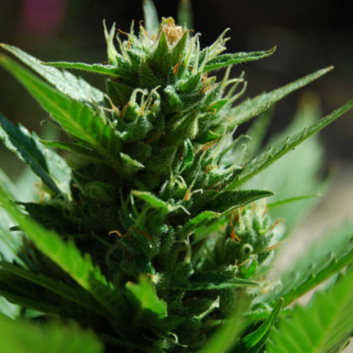 BLACK SKULL SEEDS AUTO SKULLRYDER