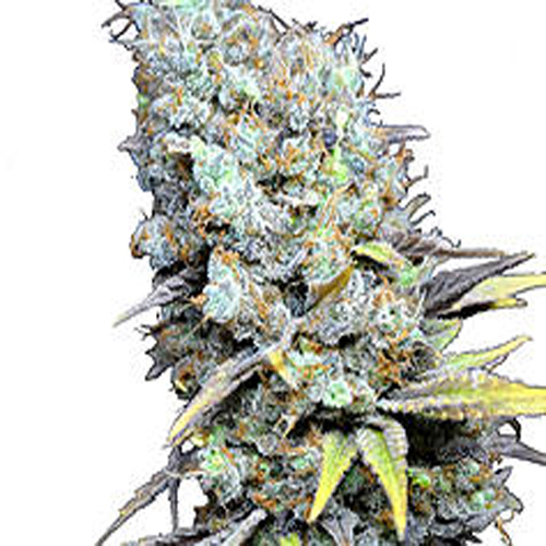 CBD BOTANIC SEEDS BIG BUD SUPER SKUNK