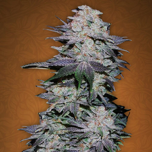 FAST BUDS SEEDS BLACKBERRY