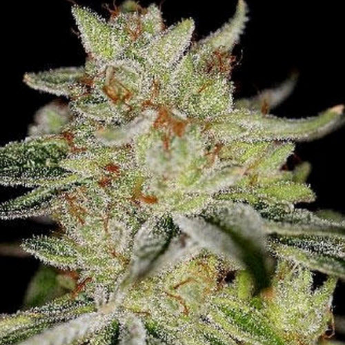 SIN CITY SEEDS BLUE POWER