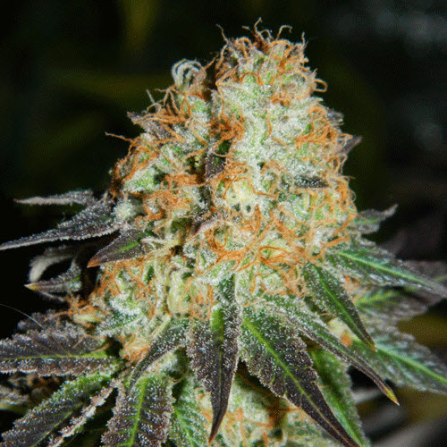 CREAM OF THE CROP SEEDS CASH CROP