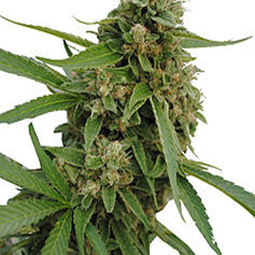 CBD BOTANIC SEEDS CBD BUBBA KUSH