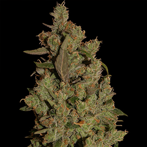 BARNEYS FARM SEEDS CBD CRITICAL CURE