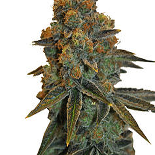 CBD BOTANIC SEEDS CBD D DIESEL