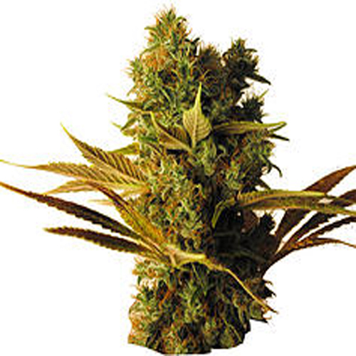 CBD BOTANIC SEEDS CBD HAMMER SHARK