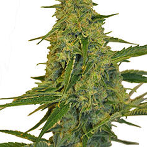 CBD BOTANIC SEEDS CHEM DAWG
