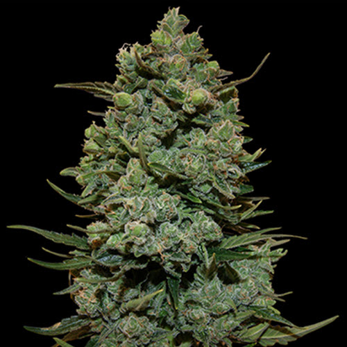 BARNEYS FARM SEEDS COOKIES KUSH