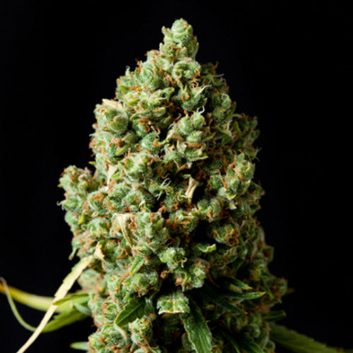 BARNEYS FARM SEEDS CRITICAL KUSH