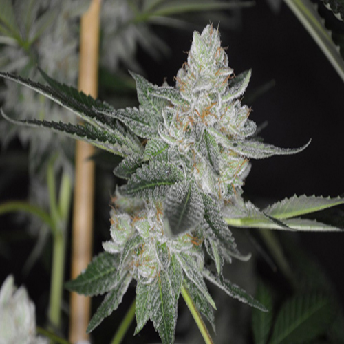 BODHI SEEDS DANK SINATRA