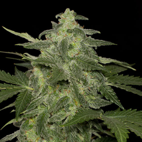 BLACK SKULL SEEDS DIESEL-MATIC
