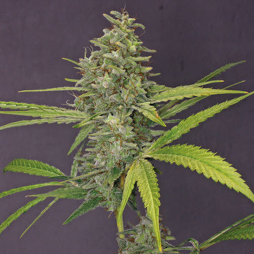 BARNEYS FARM SEEDS G13 HAZE