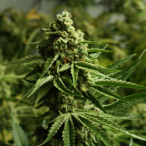 RARE DANKNESS SEEDS GHOST TRAIN HAZE #1