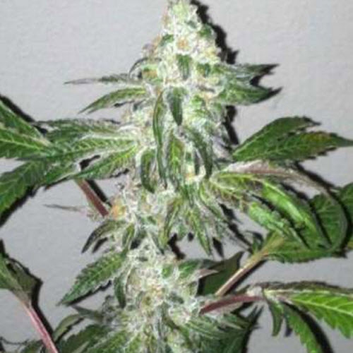 BC BUD DEPOT SEEDS GIRL SCOUT COOKIES