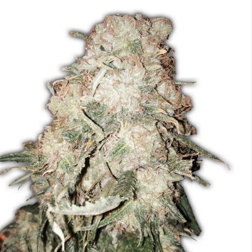 HEAVYWEIGHT SEEDS GOLDMINE