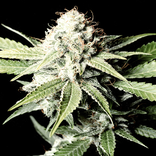 GREEN HOUSE SEEDS GREAT WHITE SHARK