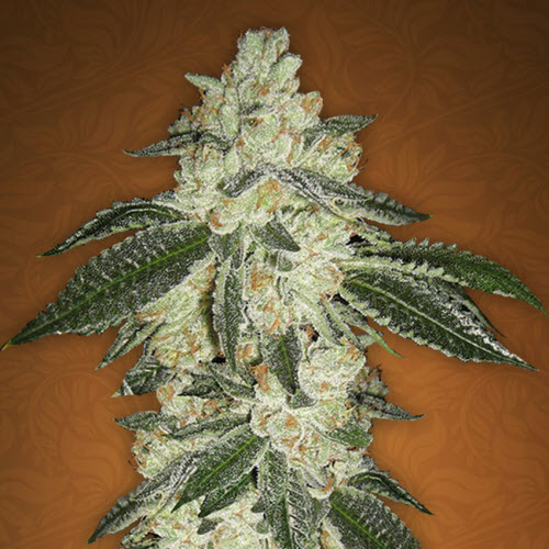 FAST BUDS SEEDS GREEN CRACK