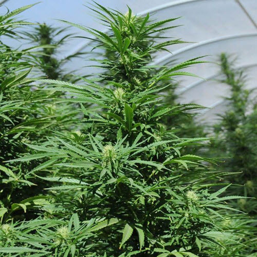 HUMBOLDT SEED ORGANISATION SEEDS GREEN CRACK