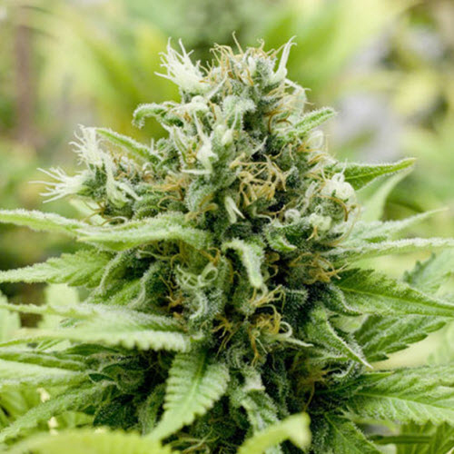 BLACK SKULL SEEDS JACK-MATIC