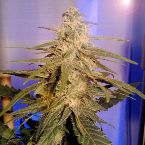 KC BRAINS SEEDS KC 36