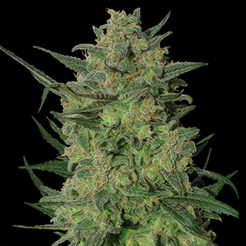 BARNEYS FARM SEEDS L.S.D