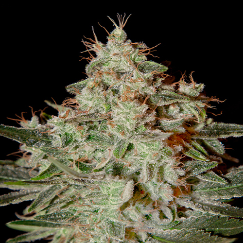 GREEN HOUSE SEEDS LEMON SKUNK
