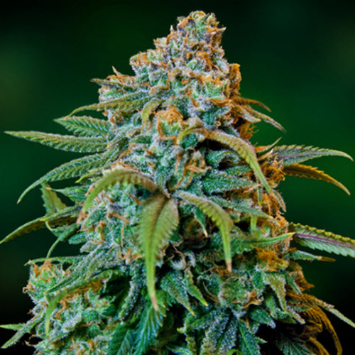 BARNEYS FARM SEEDS LIBERTY HAZE