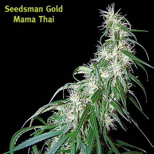 SEEDSMAN SEEDS MAMA THAI
