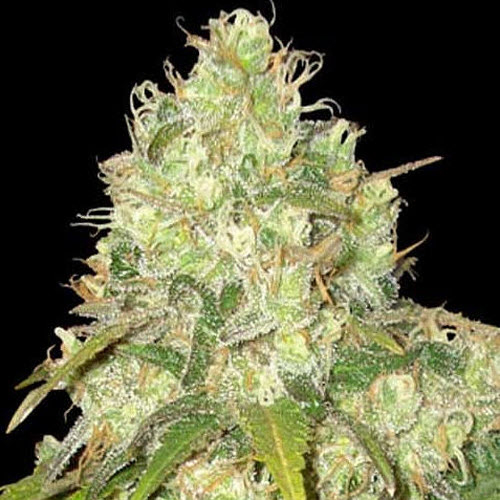 WORLD OF SEEDS MEDICAL COLLECTION AFGHAN KUSH X YUMBOLT