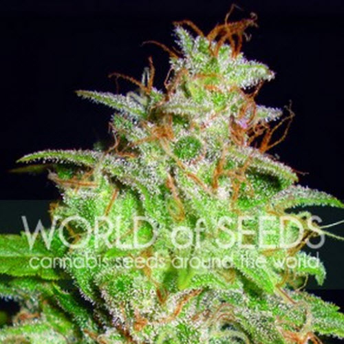 WORLD OF SEEDS MEDICAL COLLECTION MAZAR X WHITE RHINO