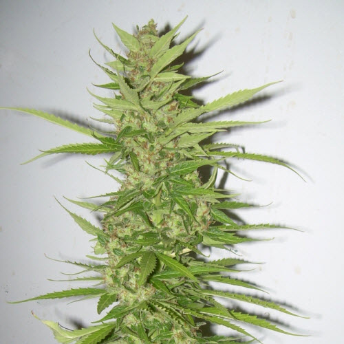 WORLD OF SEEDS MEDICAL COLLECTION NORTHERN LIGHTS X BIG BUD
