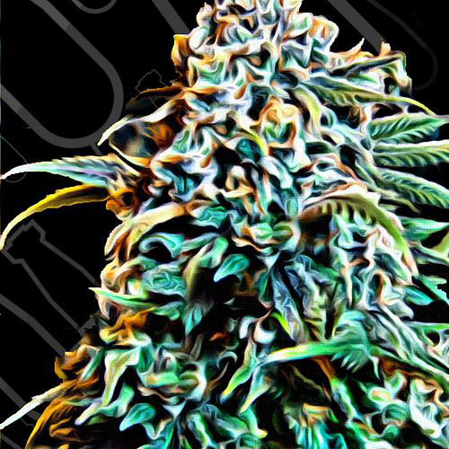 CRITICAL MASS COLLECTIVE SEEDS MONSTER MASS