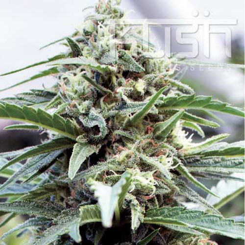KUSH SEEDS OG KUSH