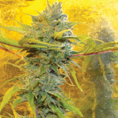 BIG BUDDHA SEEDS ORIGINAL CHEESE