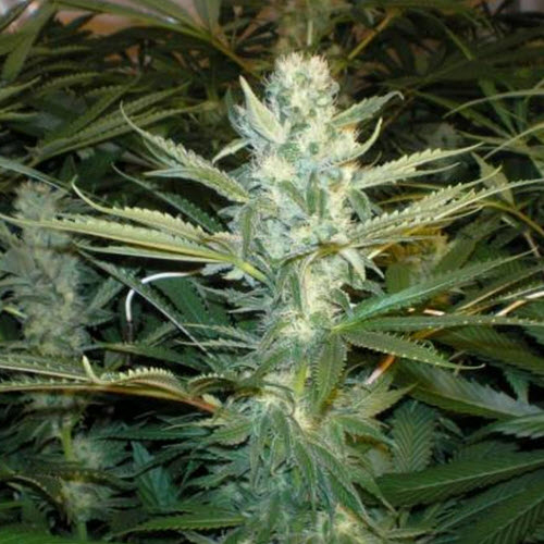SEEDSMAN SEEDS ORIGINAL SKUNK #1