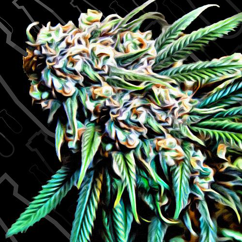 CRITICAL MASS COLLECTIVE SEEDS PSYCHOTROPIC MASS