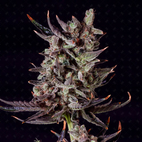 GENOFARM SEEDS PURPLE HAZE AUTO