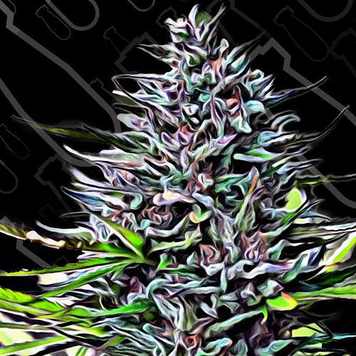 CRITICAL MASS COLLECTIVE SEEDS PURPLE SKUNK MASS
