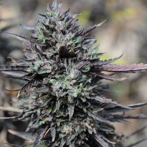 HUMBOLDT SEED ORGANISATION SEEDS PURPLE TRAINWRECK