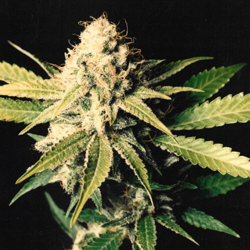 MR NICE SEEDS SHARK SHOCK