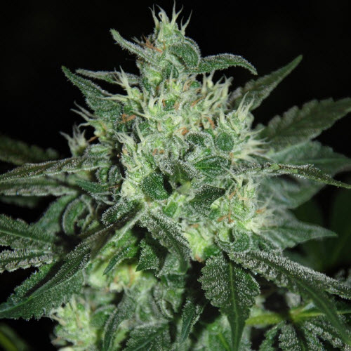 SAMSARA SEEDS SPICY WHITE DEVIL